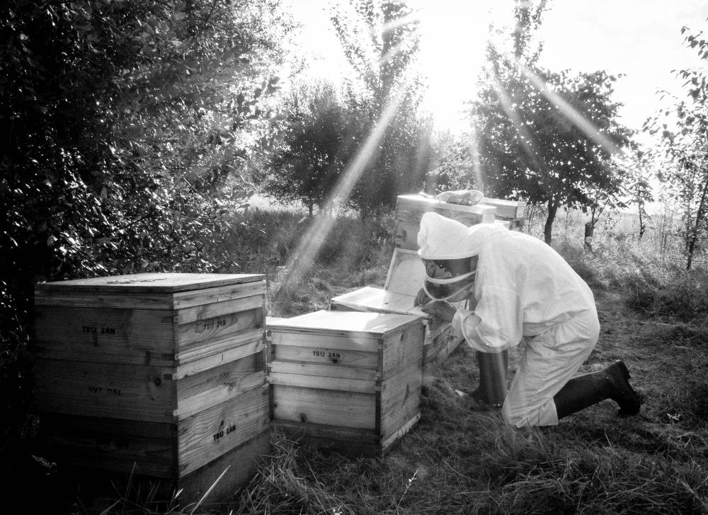 Beekeeping_0028
