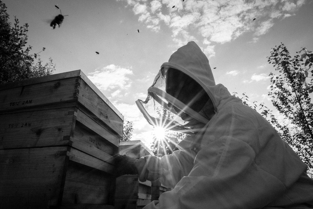 Beekeeping_0035