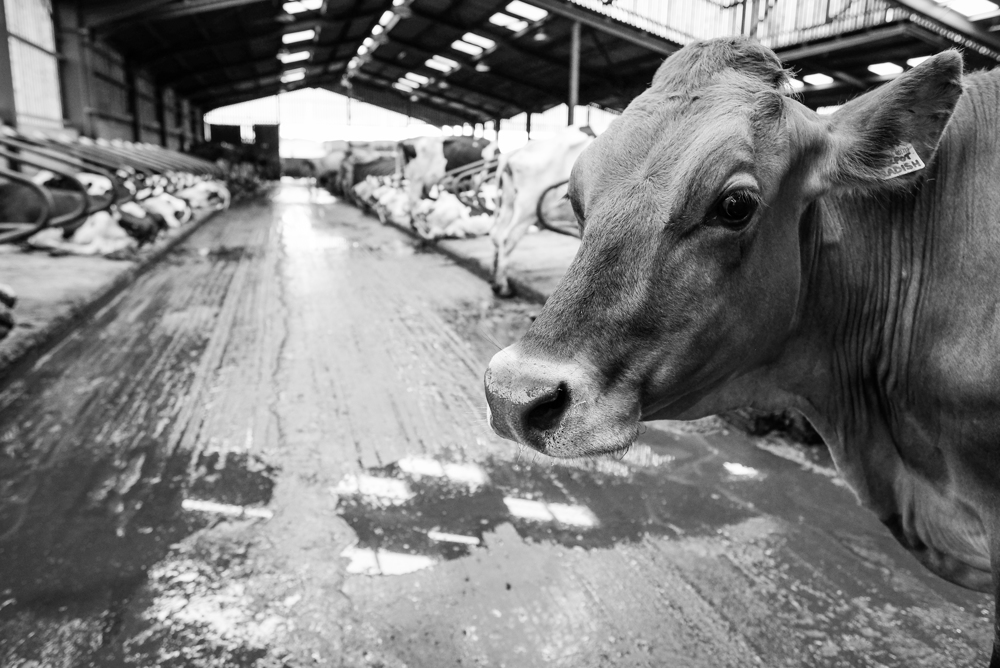 Dairy Farmer Nigel Watson